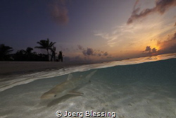 Baby blacktop in the shallow by Joerg Blessing 